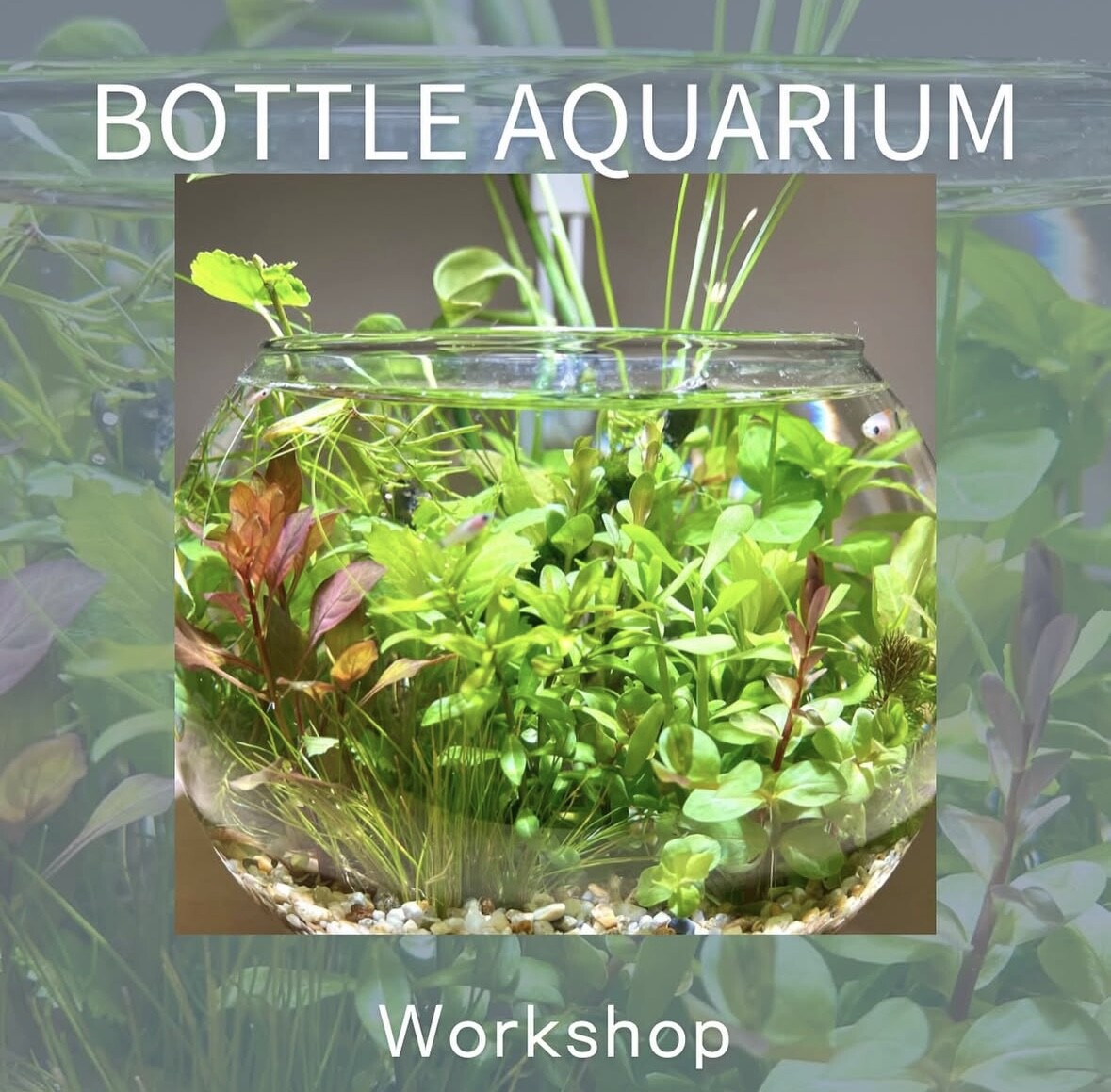 SONO水草パック販売速報!(2025年7/4~:Terrariums 仙台店 様 SONO水草パック販売速報!(2025年7/4~:Terrariums 仙台店 様