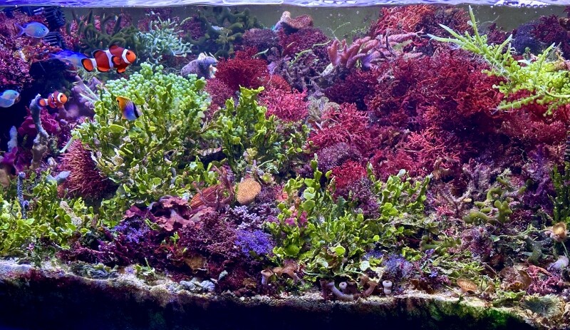 アクアリウムを超えていけ : SONOアクアプランツファーム水草・海藻情報局