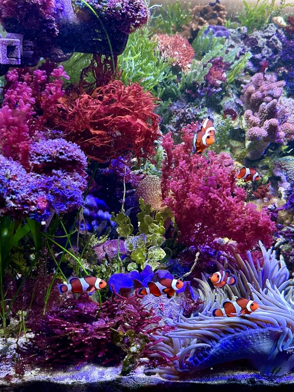 液肥と海藻の色揚げ : SONOアクアプランツファーム水草・海藻情報局