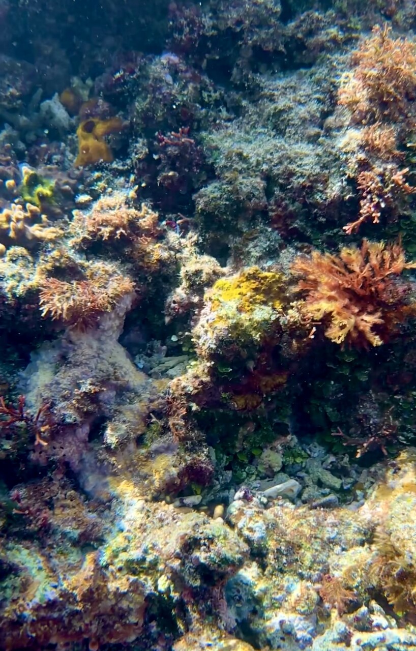水草 海藻 サンゴ 【公式通販】
