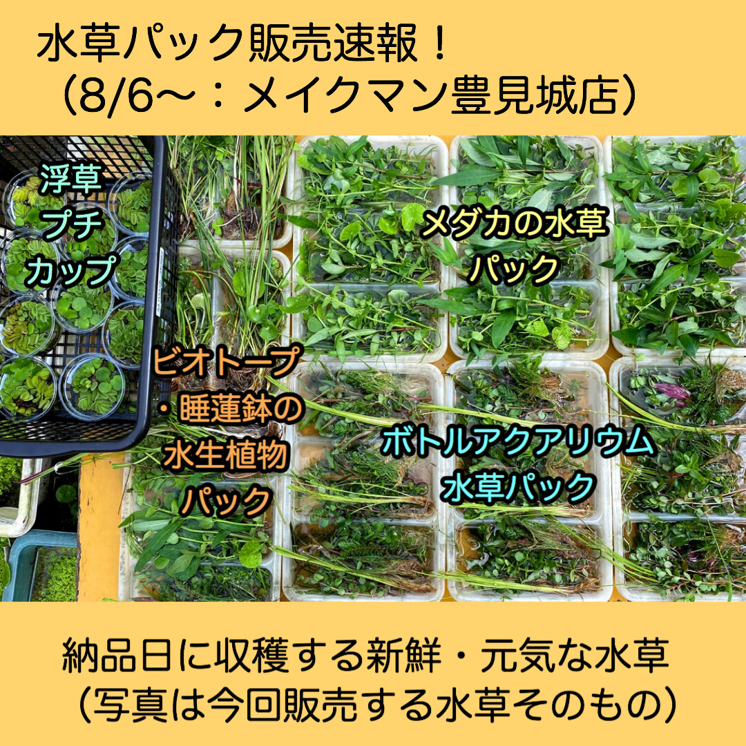 水草パック販売速報 8 6 メイクマン豊見城店 Sonoアクアプランツファーム水草情報局