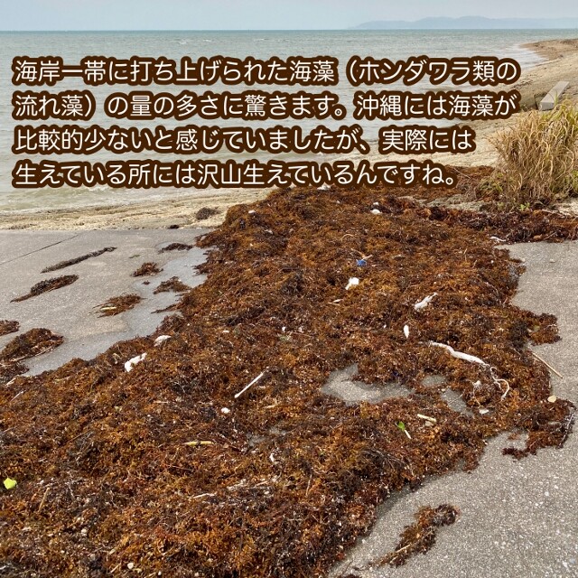 台風の置き土産 台風明けの漂着海藻拾い Sonoアクアプランツファーム水草情報局
