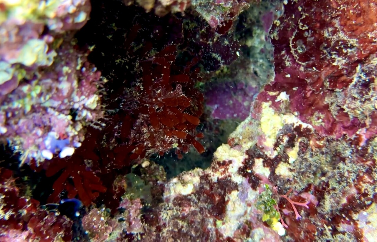 サンゴ礁海域の海藻 : SONOアクアプランツファーム水草・海藻情報局