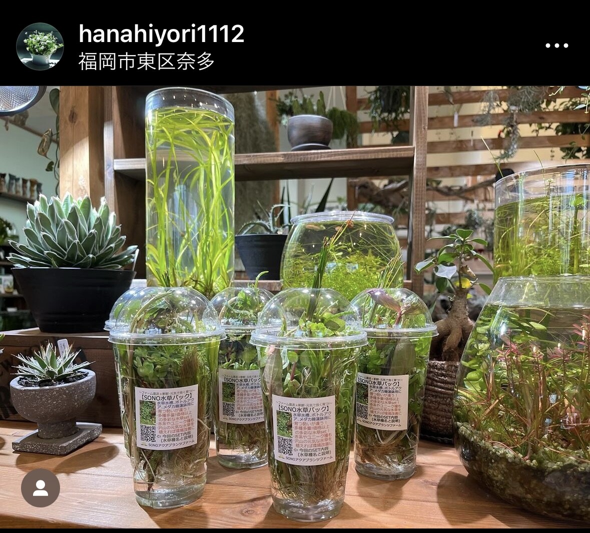 SONO水草パック販売速報！(2024年7/4～：福岡市 はなひより様) : SONO