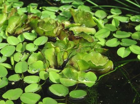 -大切にしたい水辺の自然 : SONOアクアプランツファーム水草・海藻情報局