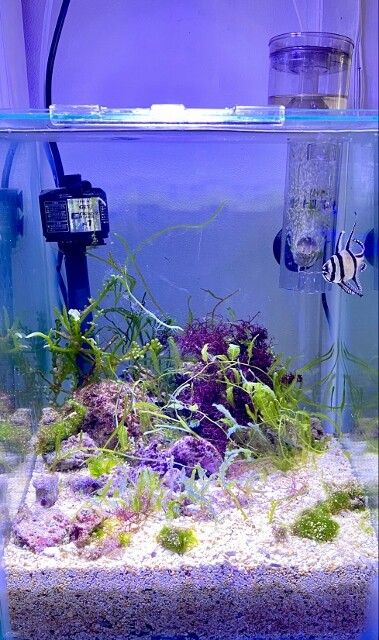 特注品　底面ろ過　底面濾過フィルター　海水魚　飼育　フィルター　底面 ベーシックな底面フィルターで海水魚飼育を楽しむ : SONOアクア