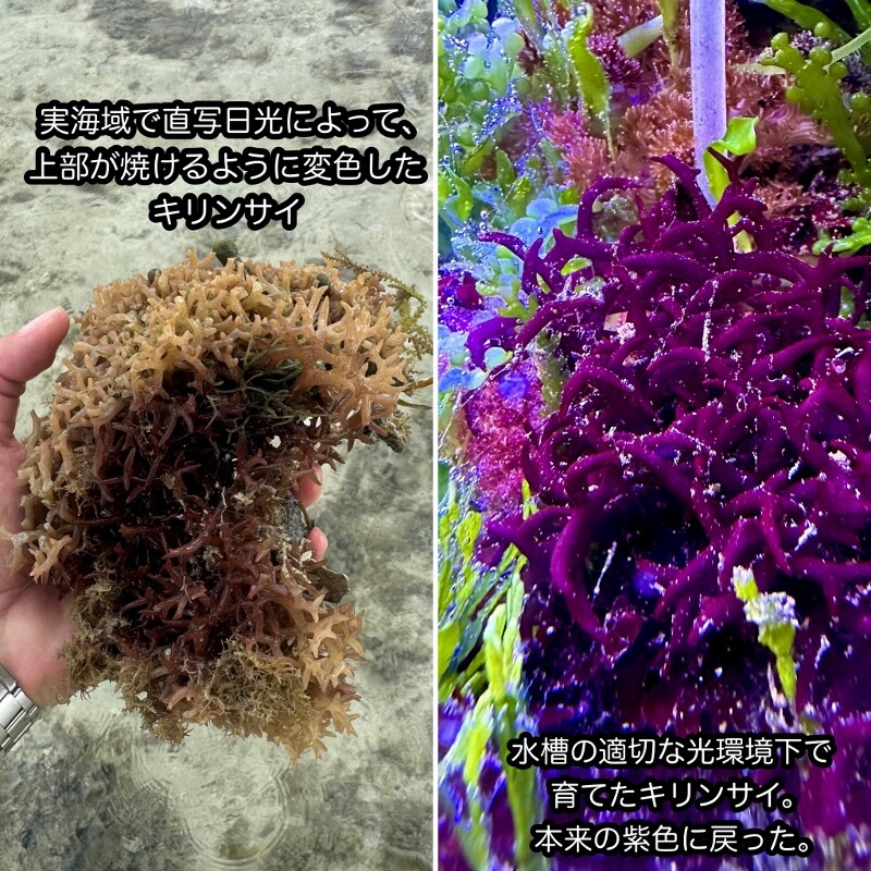 海藻セットとジュズフサノリ（小） 海藻セットとジュズフサノリ（小） Amazon.co.jp: Tokakari