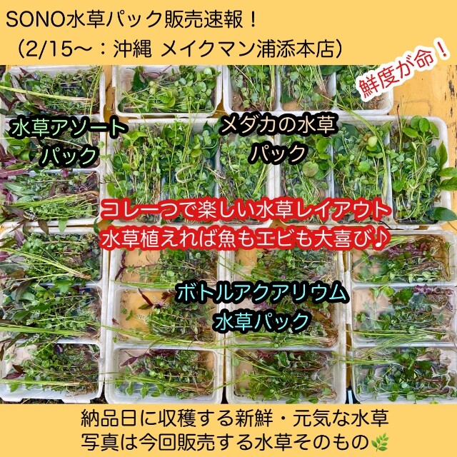 SONO水草パック販売速報(2022.2/15～:メイクマン浦添本店) : SONO