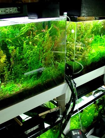 蛍光灯 Sonoアクアプランツファーム水草情報局 蛍光灯 Sonoアクアプランツファーム水草情報局