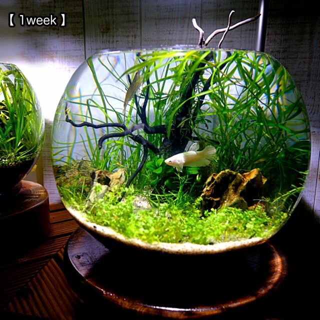 珪砂底床で作るnewラージパールグラスの絨毯 タイムライン Sonoアクアプランツファーム水草情報局