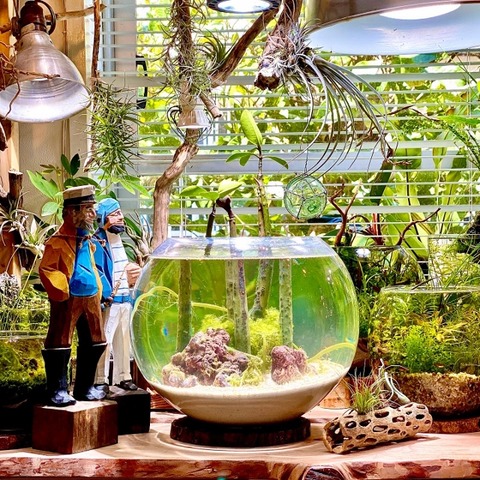 マングローブ樹の種子販売開始 : SONOアクアプランツファーム水草