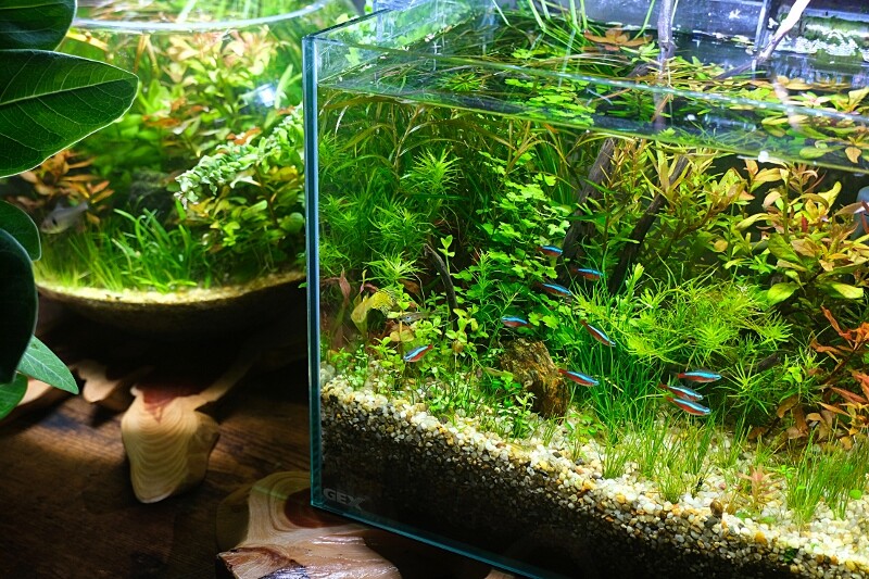 アクアリウム　水草水槽　引退 hq720.jpg?sqp=-