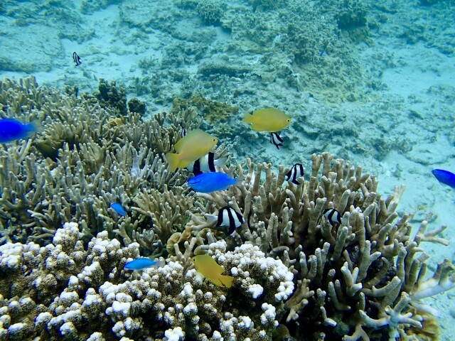 マリンエコトーン 〜連続した環境と海草藻場〜 : SONOアクアプランツ