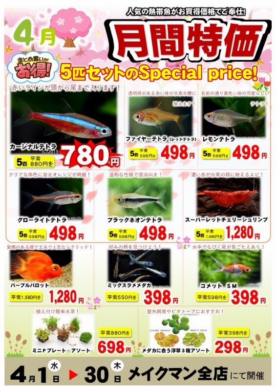 SONO水草パックの販売速報(2026.4/16～：メイクマン 浦添本店 様