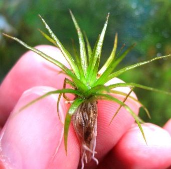 水草図鑑 『ホシクサ属の仲間 Eriocaulon sp．』 : SONOアクアプランツ