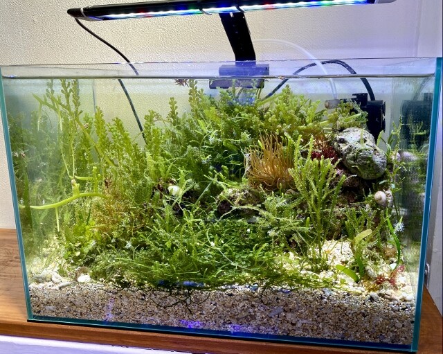 海藻レイアウト水槽 Q A Sonoアクアプランツファーム水草情報局