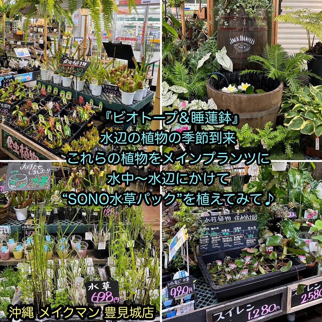 魅力的な価格 水草 置くだけ簡単 メダカの庭園 １セット Shipsctc Org