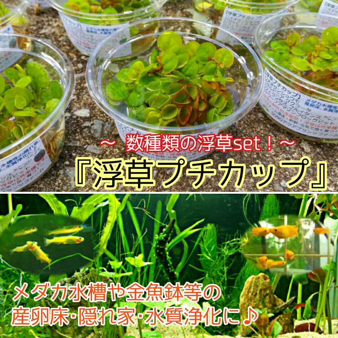 水草パック販売速報 21 3 18 メイクマン具志川店 Sonoアクアプランツファーム水草情報局