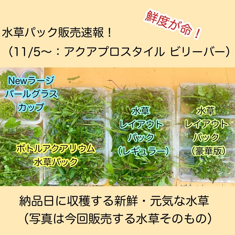 水草パック販売速報 11 5 アクアプロスタイル ビリーバー Sonoアクアプランツファーム水草情報局 水草パック販売速報 11 5 アクアプロスタイル ビリーバー Sonoアクアプランツファーム水草情報局