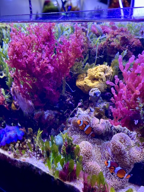 執筆中「海藻大特集本 」 : SONOアクアプランツファーム水草