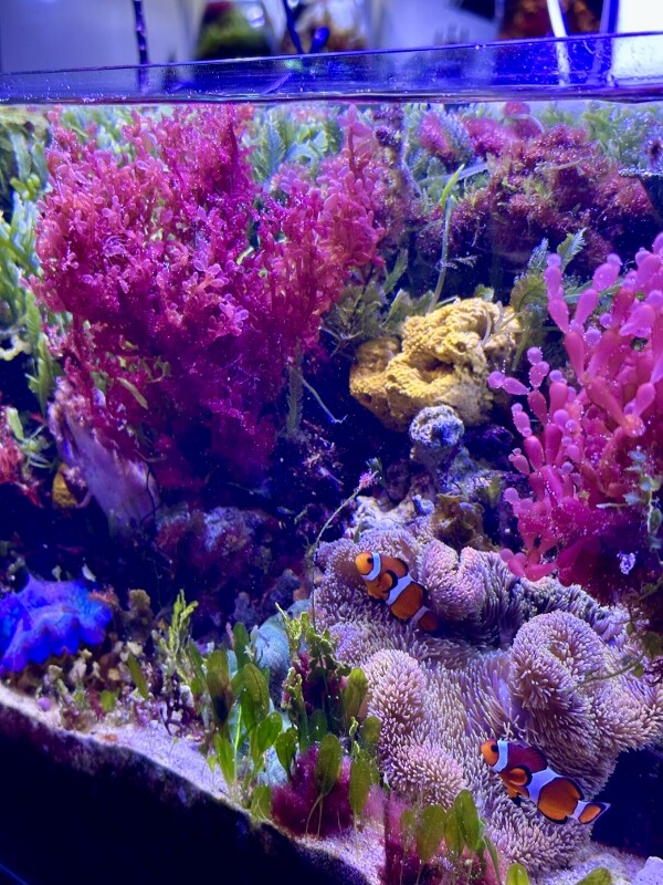 執筆中「海藻大特集本 」 : SONOアクアプランツファーム水草