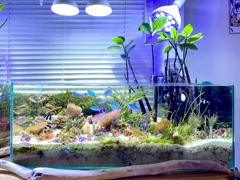 海藻の育て方②水質（栄養塩）編 : SONOアクアプランツファーム  