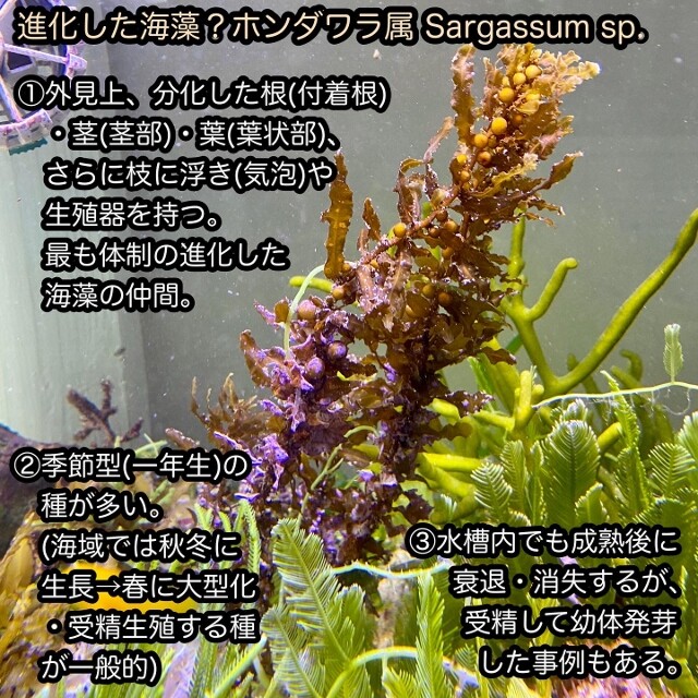 ホンダワラ類の魅力と楽しみ方 Sonoアクアプランツファーム水草情報局