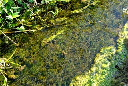 守りたい水辺の自然 水田やその周辺用水路の自然 In 沖縄 Sonoアクアプランツファーム水草情報局