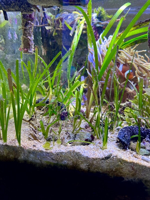 海草藻場とミクロフローラネットワーク : SONOアクアプランツファーム