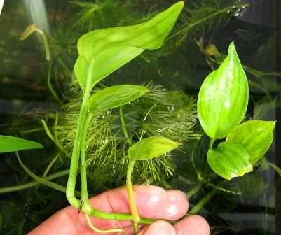 水草図鑑 ヤマサキカズラ Sonoアクアプランツファーム水草情報局 水草図鑑 ヤマサキカズラ Sonoアクアプランツファーム水草情報局