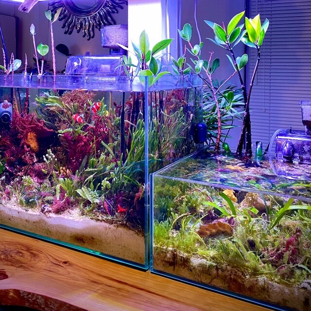 海藻への施肥理論 海藻レイアウト水槽 Sonoアクアプランツファーム水草情報局