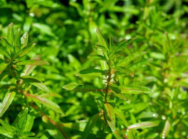 ◎玉　ロタラメキシカーナ・プレミアムレッド　2本 水草紹介ロタラ　メキシカーナ　プレミアムレッド