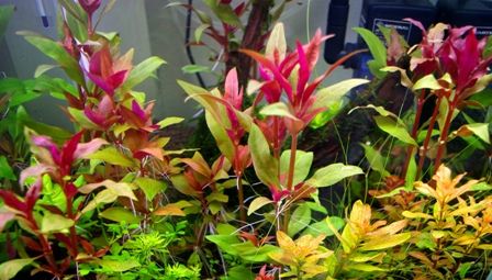 水草図鑑 アルテルナンテラの仲間 その1 Alternanthera Sp Sonoアクアプランツファーム水草情報局 水草図鑑 アルテルナンテラの仲間 その1 Alternanthera Sp Sonoアクアプランツファーム水草情報局