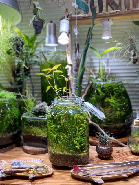 アクアリウムはインテリア ～Natural-Lamp～ : SONOアクアプランツ