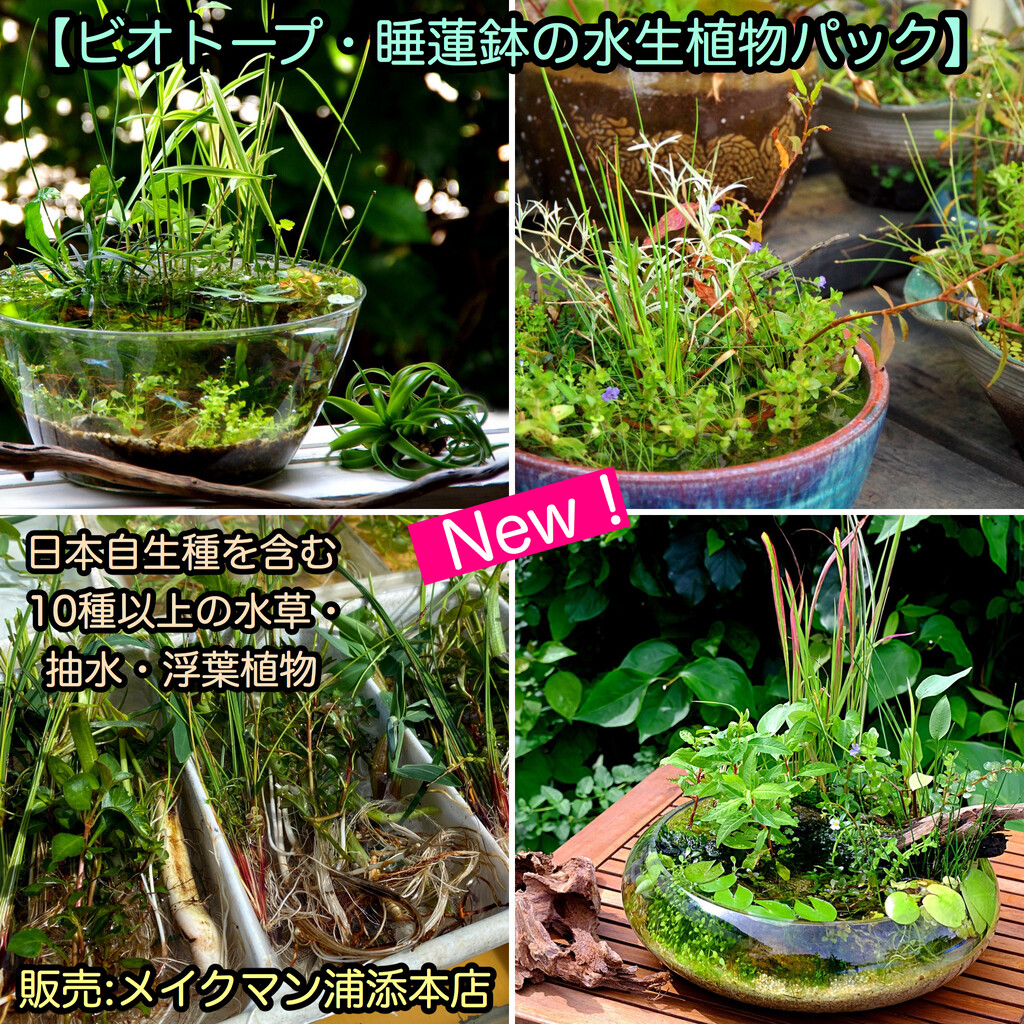水草パック販売速報 9 3 メイクマン浦添本店 Sonoアクアプランツファーム水草情報局 水草パック販売速報 9 3 メイクマン浦添本店 Sonoアクアプランツファーム水草情報局