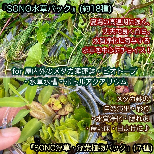 Sono水草パック販売速報 22 7 15 17 東京メダカフェスティバル Sonoアクアプランツファーム水草情報局