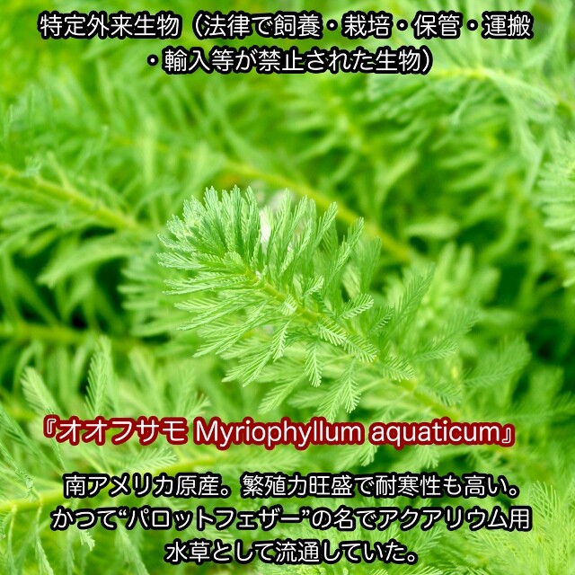 特定外来種にご注意を 知らない内に法律違反 Sonoアクアプランツファーム水草情報局