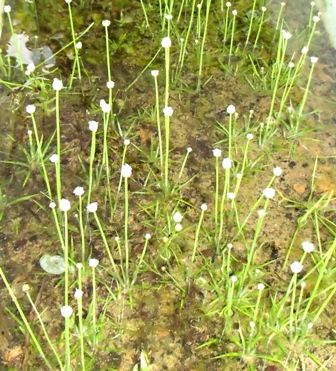 水草図鑑 『ホシクサ属の仲間 Eriocaulon sp．』 : SONOアクアプランツ