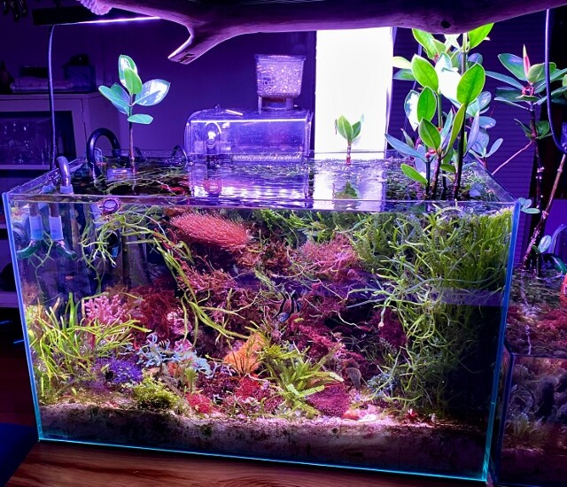 お宝海藻探求という楽しみ 海藻レイアウト水槽 Sonoアクアプランツファーム水草情報局 お宝海藻探求という楽しみ 海藻レイアウト水槽 Sonoアクアプランツファーム水草情報局