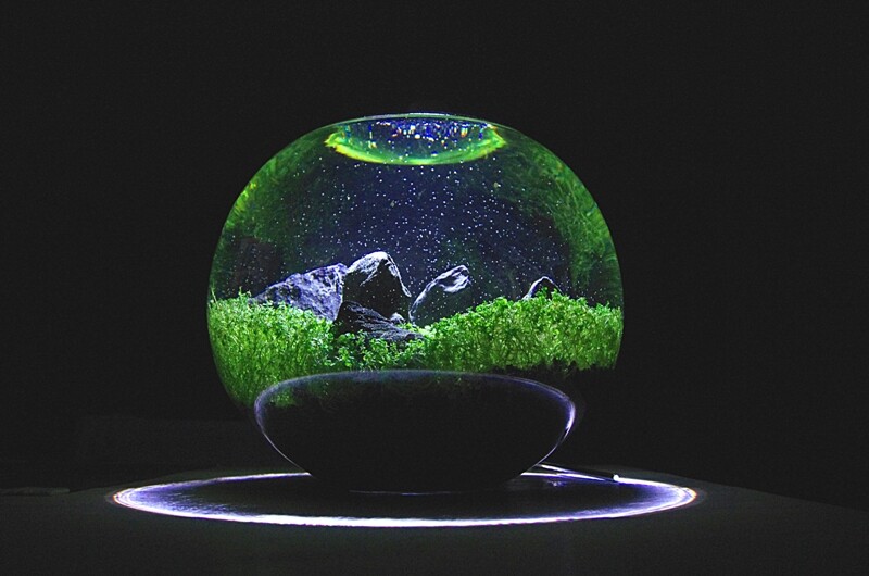 花瓶やフラワーベースの利用 ボトルアクアリウムのある暮らし Sonoアクアプランツファーム水草情報局