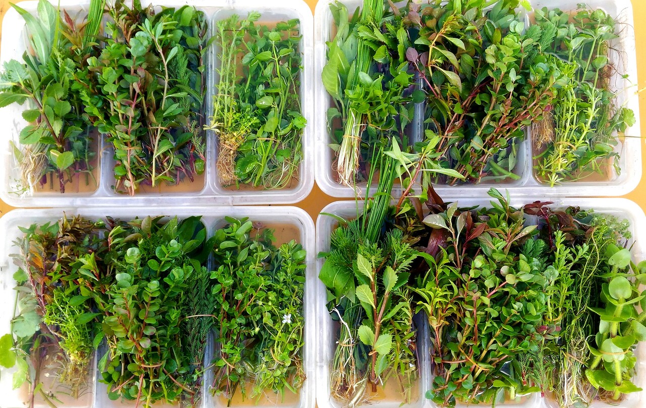 Q.届いてすぐに植えることができないのですが、どのように対応