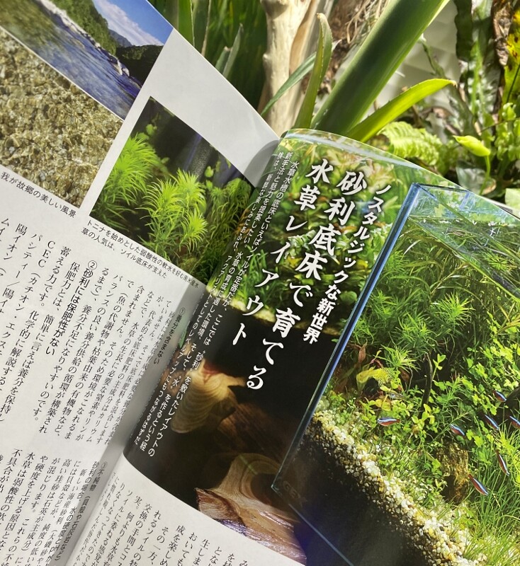 アクアライフ12月号掲載 ~砂利底床水草レイアウト水槽~ : SONO アクアライフ12月号掲載 ~砂利底床水草レイアウト水槽~ : SONO
