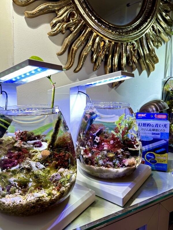 グラスアクア ペルコ　ダークウッド グラスアクア PERCO B-Dark Wood ( 1セット ) : 爽快ドラッグ