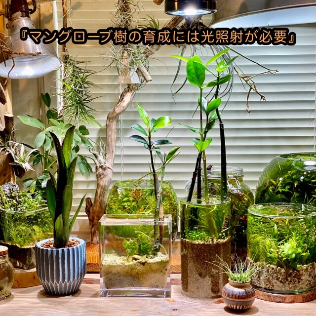 マングローブとアクアリウムと冬越し : SONOアクアプランツファーム