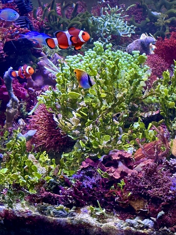 アクアリウムを超えていけ : SONOアクアプランツファーム水草・海藻情報局