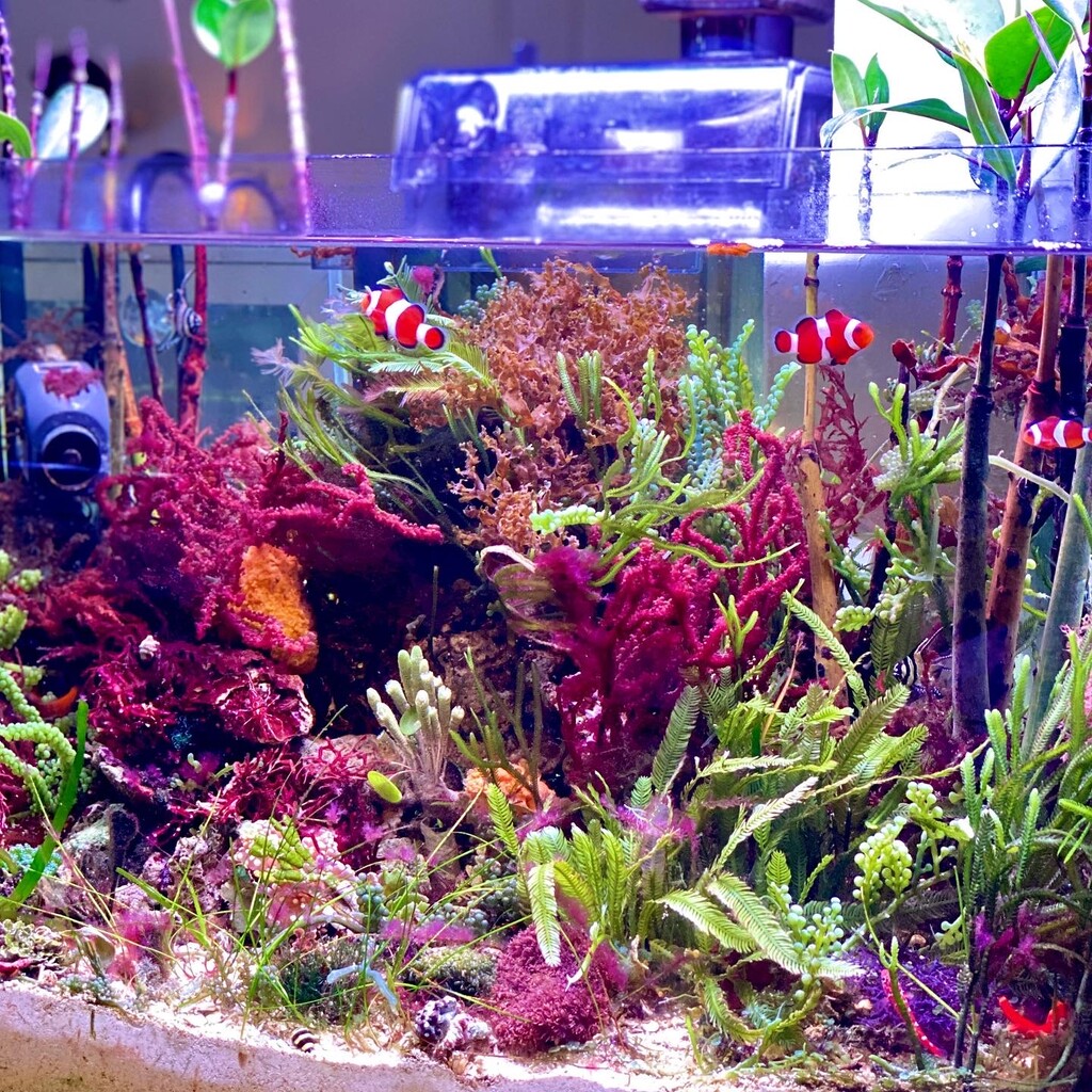 イオン交換樹脂型浄水器の作り方 もう茶ゴケに悩まない Sonoアクアプランツファーム水草情報局 イオン交換樹脂型浄水器の作り方 もう茶ゴケに悩まない Sonoアクアプランツファーム水草情報局