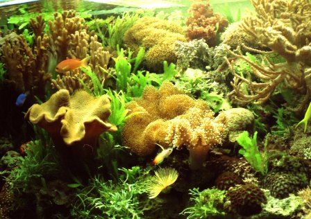 Q 水草は海水で育てるものなのでしょうか Sonoアクアプランツファーム水草情報局 Q 水草は海水で育てるものなのでしょうか Sonoアクアプランツファーム水草情報局