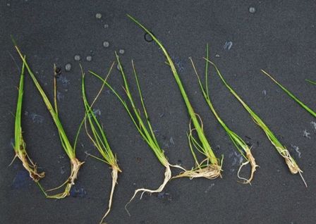 ヘアーグラス Eleocharis Acicularis Sonoアクアプランツファーム水草情報局
