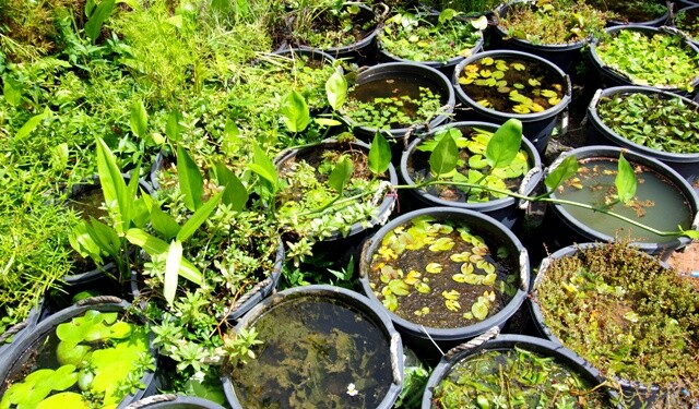 ｓｏｎｏアクアプランツファームの水上葉水草 Sonoアクアプランツファーム水草情報局