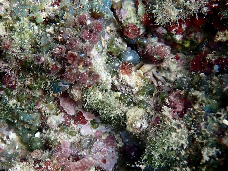 水草  海藻  サンゴ サンゴ礁海域の海藻 : SONOアクアプランツファーム水草・海藻情報局